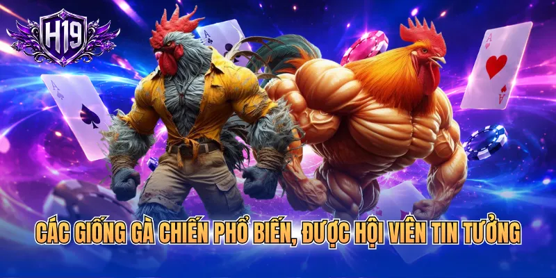 Các giống gà chiến phổ biến, được hội viên tin tưởng
